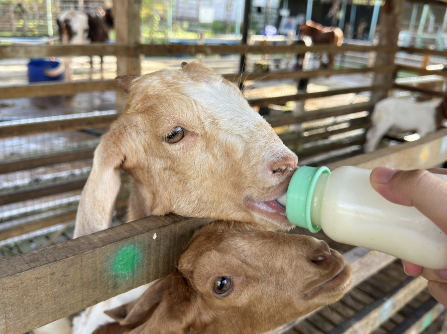 Bottle-feeding a young goat