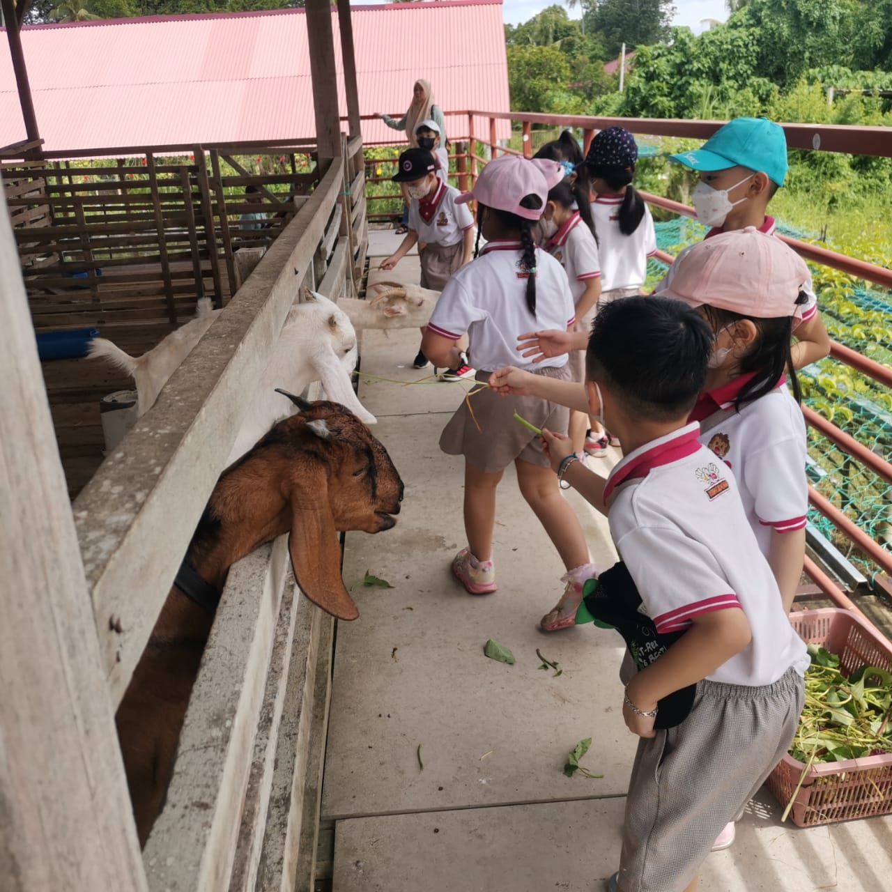 Kumpulan sekolah memberi makan kambing di Dream Farm