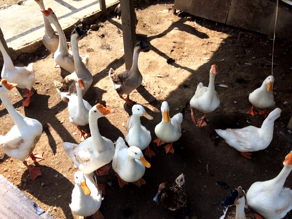 Ducks and geese gathered inside Audi Dream Farm