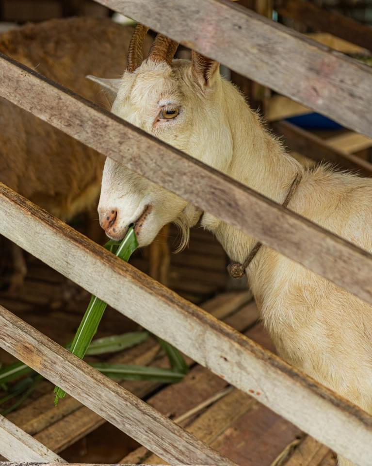 Seekor kambing memakan daun segar di Audi Dream Farm