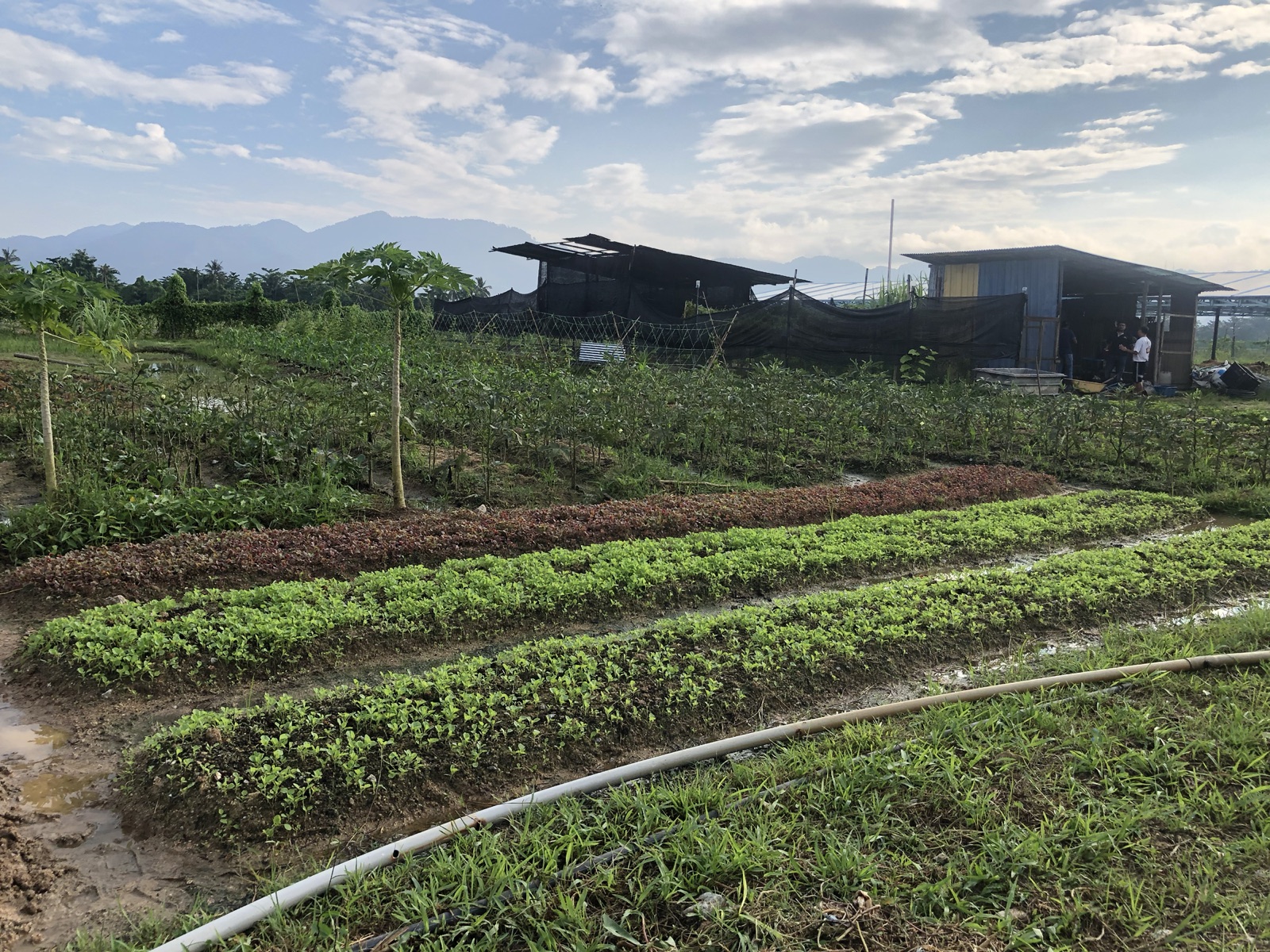 Barisan tanaman sayur dengan bukit Balik Pulau di kejauhan