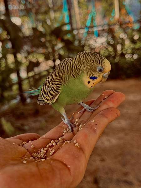 Tetamu memberi makan burung semasa lawatan ladang