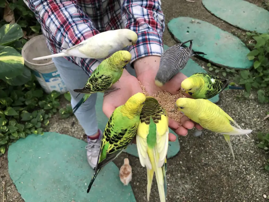 Visitors meeting budgies during an Audi Dream Farm activity