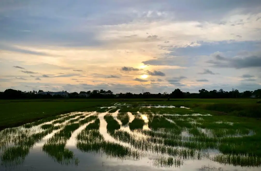 A green Balik Pulau landscape from the Audi Penang photo collection