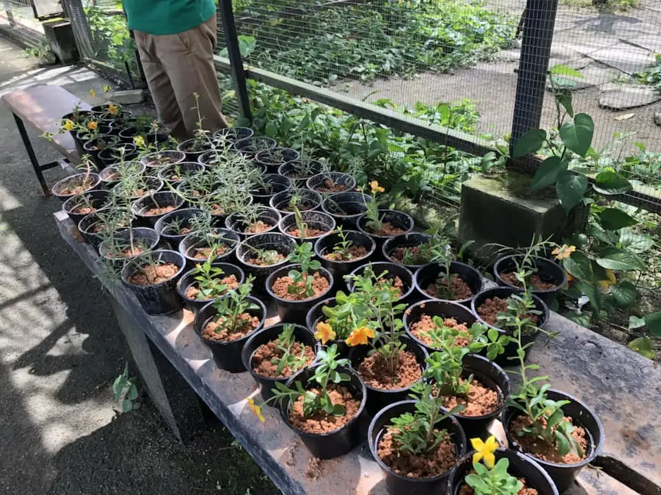 A hands-on planting activity at Audi Dream Farm