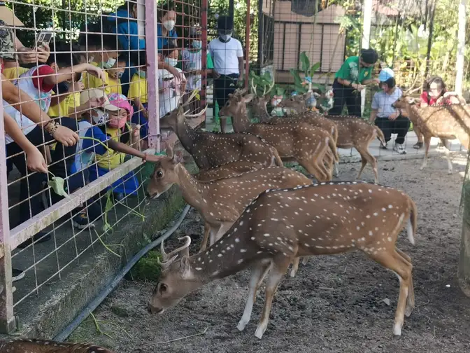 Visitors feeding deer at Audi Dream Farm