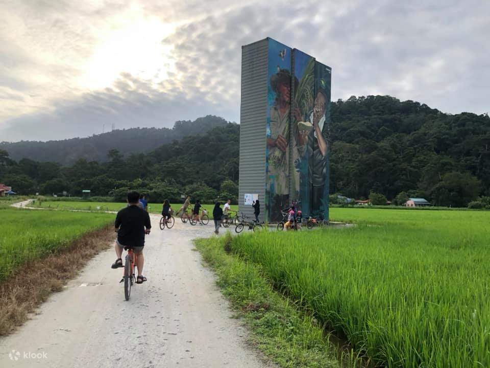 Cyclists riding beside Balik Pulau paddy fields