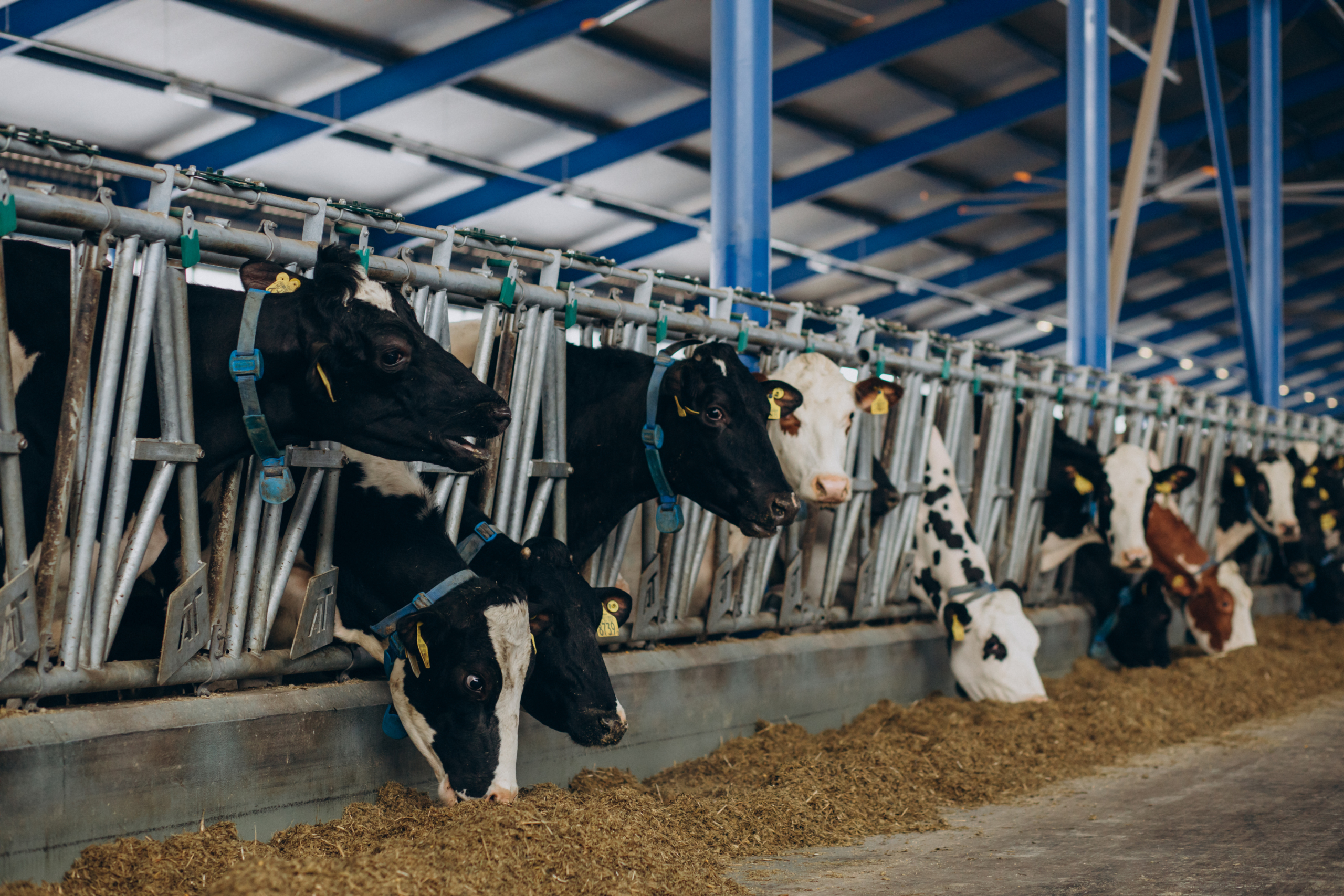 Cow Farm